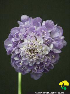 Scabiosa japonica Lavender.jpg